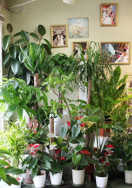 観葉植物