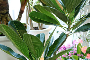 観葉植物